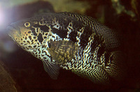 Parachromis managuensis, Guapote tigre: fisheries, aquaculture, aquarium