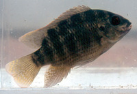 Tilapia cabrae, :