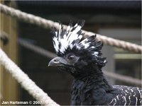 Bare-faced Curassow, Crax fasciolata