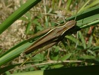 Stethophyma grossum