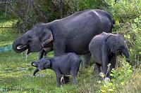 Image of: Elephas maximus (Asiatic elephant)