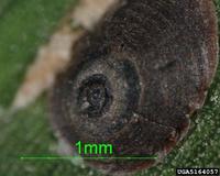 Acutaspis albopicta