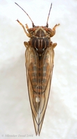 Cacopsylla saliceti