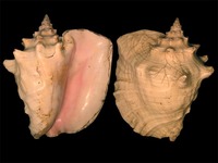 Strombus gigas - pink conch