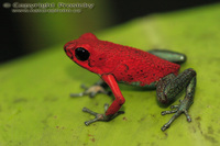 Dendrobates granuliferus - Granular Poison Frog
