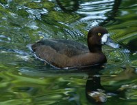 Aythya marila - Greater Scaup