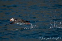 Fratercula arctica - Atlantic Puffin