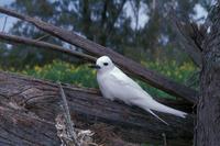 Gygis alba - Common White-Tern