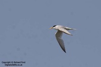 Sterna albifrons - Little Tern