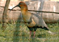 Theristicus melanopis - Black-faced Ibis