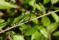 Image of: Erythemis simplicicollis
