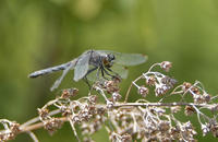 Image of: Nannothemis bella