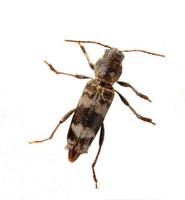 Image of: Xylotrechus