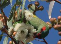 Glossopsitta concinna - Musk Lorikeet