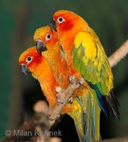 Aratinga solstitialis - Sun Parakeet