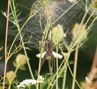 Image of: Dolomedes triton