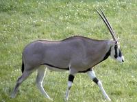 Oryx gazella beisa - Beisa Oryx