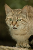 Felis silvestris gordoni - Gordon's Wild Cat