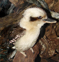 Image of: Dacelo novaeguineae (laughing kookaburra)