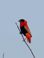 Image of: Euplectes franciscanus (northern red bishop)