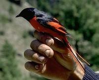 Image of: Pericrocotus flammeus (scarlet minivet)