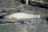 Plagopterus argentissimus - Woundfin