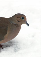 Image of: Zenaida macroura (mourning dove)