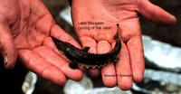 Image of: Acipenser fulvescens (lake sturgeon)