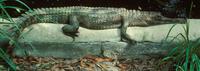 Image of: Tomistoma schlegelii (false gharial)