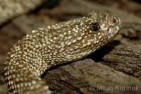 Crotalus vegrandis - Uracoan Rattlesnake