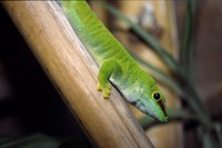 Phelsuma madagascariensis - Madagascar Day Gecko