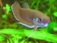 Betta enisae