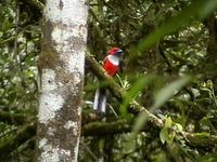 Whitehead's Trogon - Harpactes whiteheadi