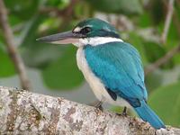 Collared Kingfisher - Todiramphus chloris