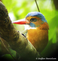 Green-backed Kingfisher - Actenoides monachus