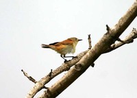 Rufous-sided Gerygone - Gerygone dorsalis