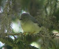 Pygmy Tit - Psaltria exilis