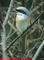 Grey-backed Shrike - Lanius tephronotus