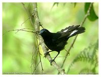 White-tailed Robin - Myiomela leucura