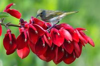 Brown Honeyeater