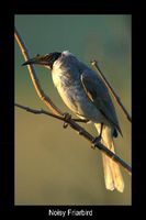 Noisy Friarbird