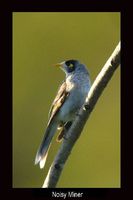 Noisy Miner