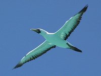 Masked Booby - Sula dactylatra