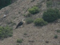 Lammergeier - Gypaetus barbatus