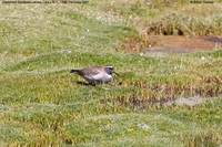 Diademed Sandpiper-Plover - Phegornis mitchellii