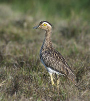 Double-striped Thick-knee (Burhinus bistriatus) photo