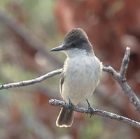 Loggerhead Kingbird (Tyrannus caudifasciatus) photo