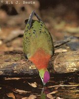 Superb Fruit-Dove - Ptilinopus superbus