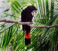 Red-tailed Black-Cockatoo - Calyptorhynchus banksii