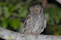 Tropical Screech-Owl - Megascops choliba